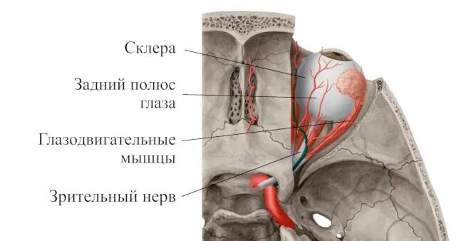 Задний полюс глаза. Реваскуляризация зрительного нерва. Реваскуляризация при частичной атрофии зрительного нерва. Внутриглазной отдел зрительного нерва. Реваскуляризация заднего отдела глаза.