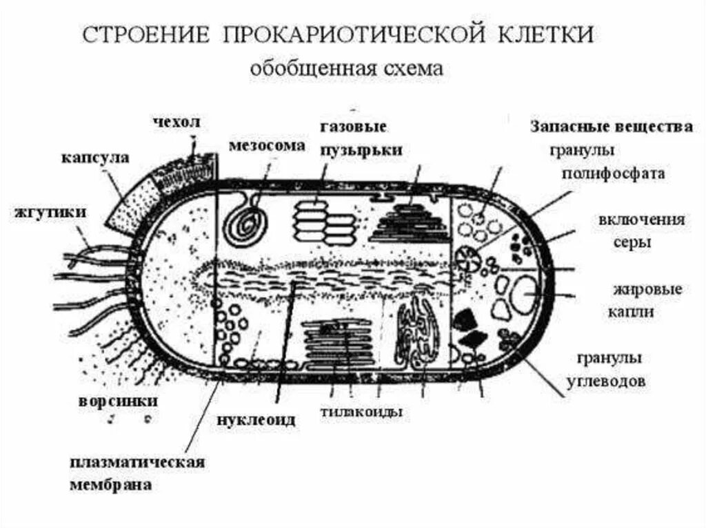 Что входит в состав прокариот. Схема строение прокариотических клеток. Строение прокариотической бактериальной клетки. Структура прокариотической клетки микробиология. Строение бактериальной клетки прокариот.