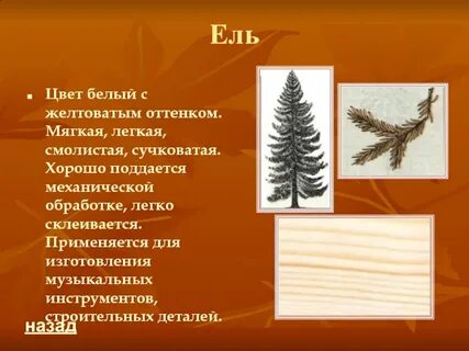 Ель окраска