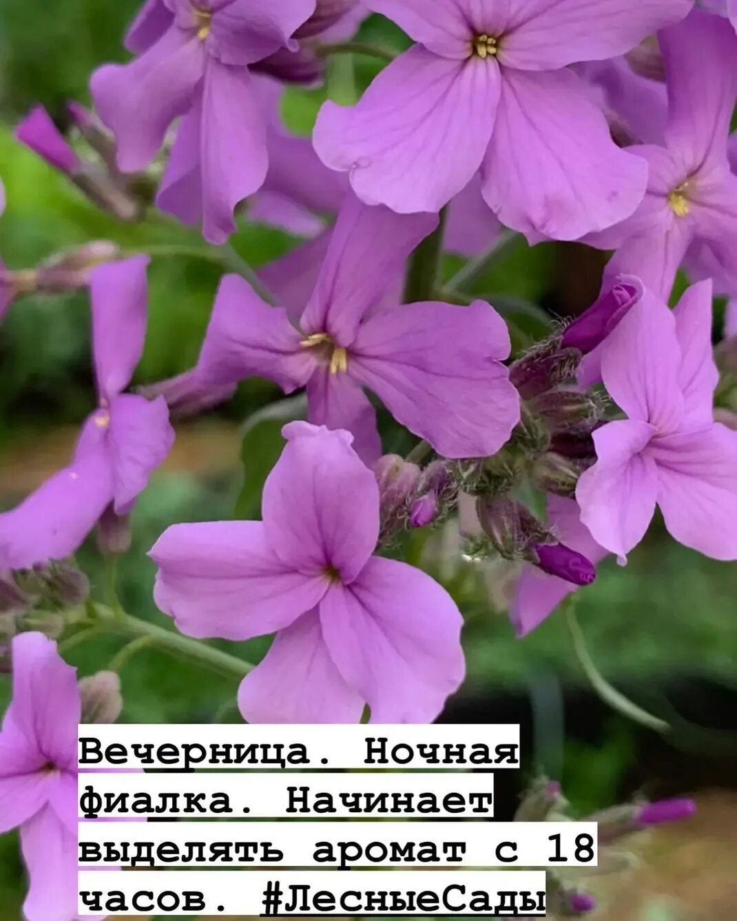 Основа ароматного сада ЗЕЛЕНЫЙ МИР С ЕЛЕНОЙ Дзен