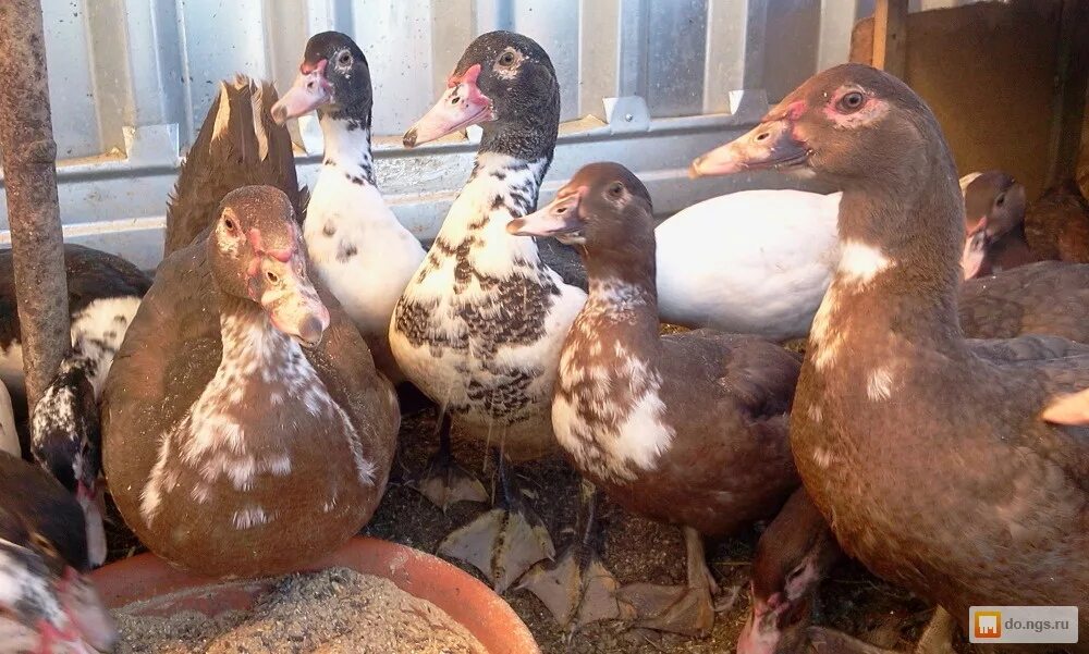 индоутки кувандык. индюшка мулард. мускусная белая индоутка. самка мускусной утки. индоутка селезень.