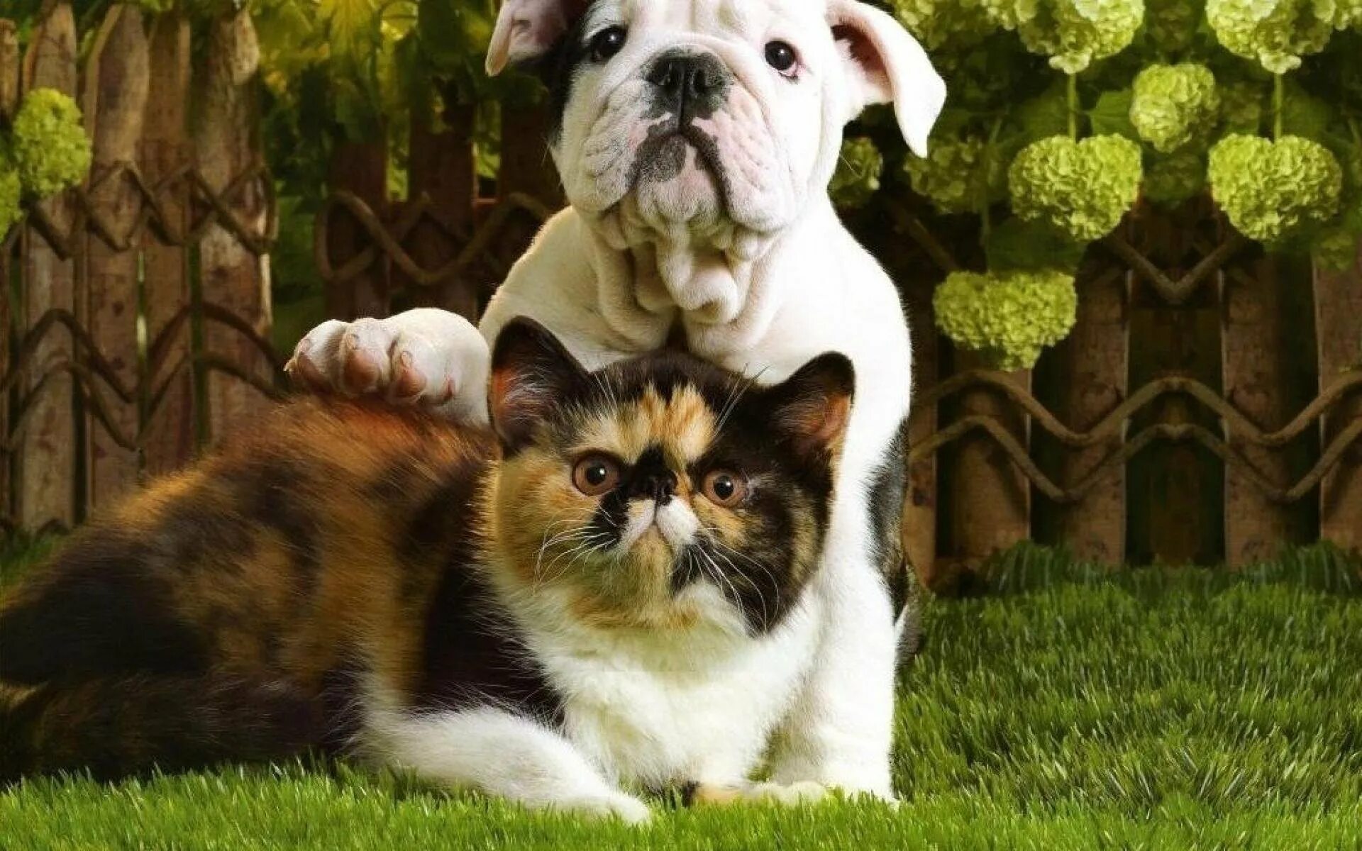 Кошечки собачки мир. Собачки и кошечки. Красивые собаки. Красивые собаки и кошки. Rjireb b CJ,FRB.