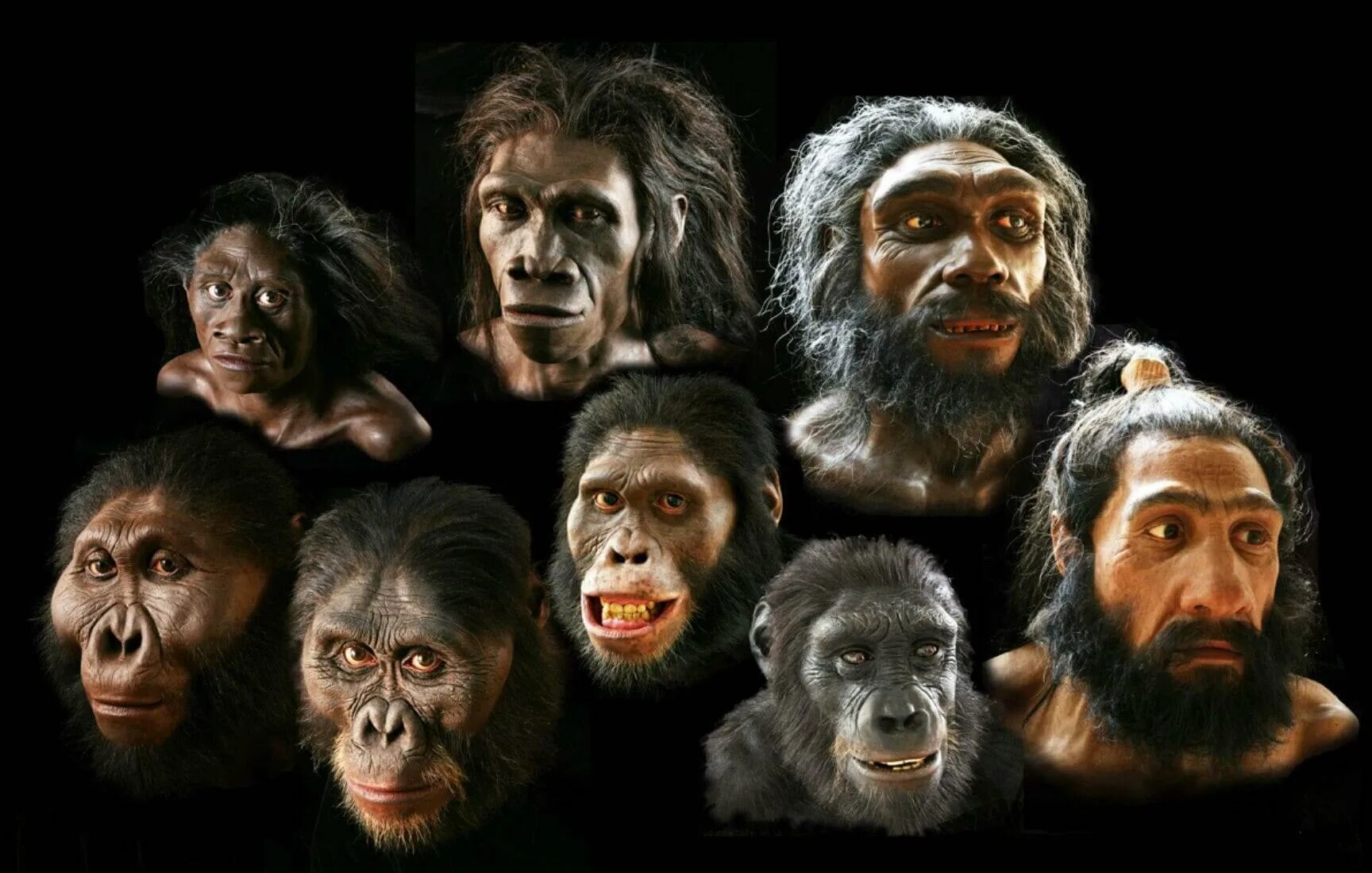 Эволюция шимпанзе