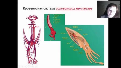 Выделительная система головоногих моллюсков