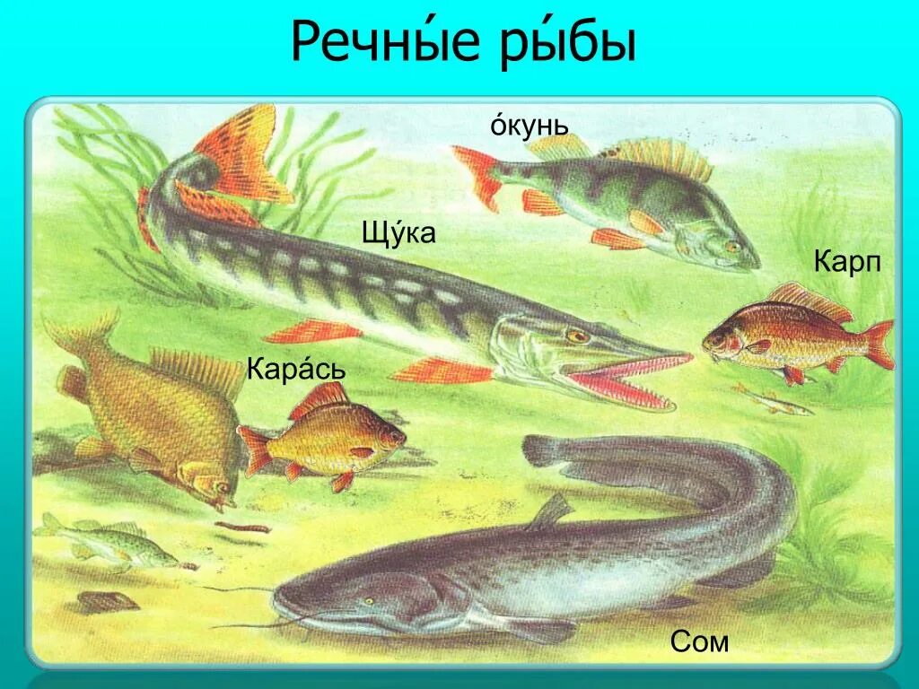 В водоеме обитают разнообразные организмы окунь щука