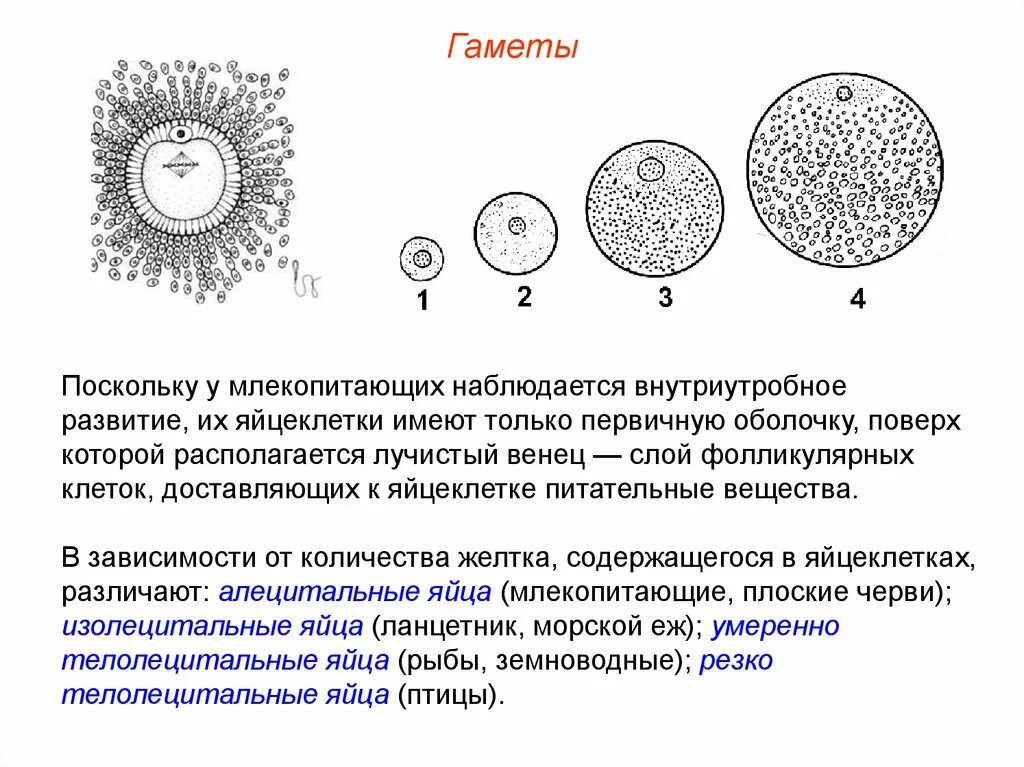 Размер яйцеклетки рыбы. Строение яйцеклетки рыб. Изолецитальная яйцеклетка строение. Строение изолецитальной яйцеклетки. Строение яйцеклетки человека схема.