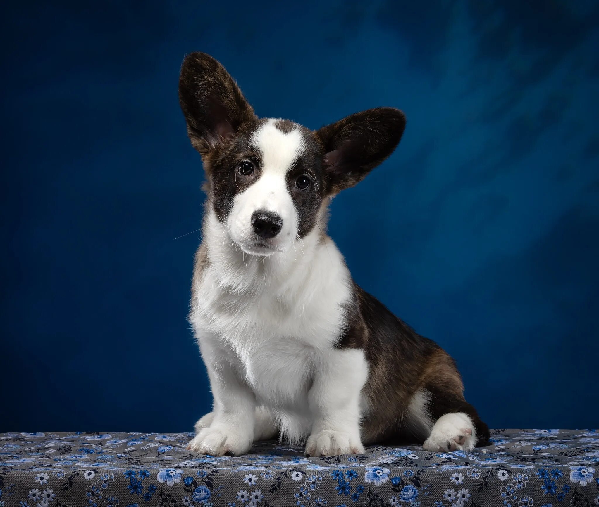 Corgi Cardigan For Sale Discount www.ulthera.ru