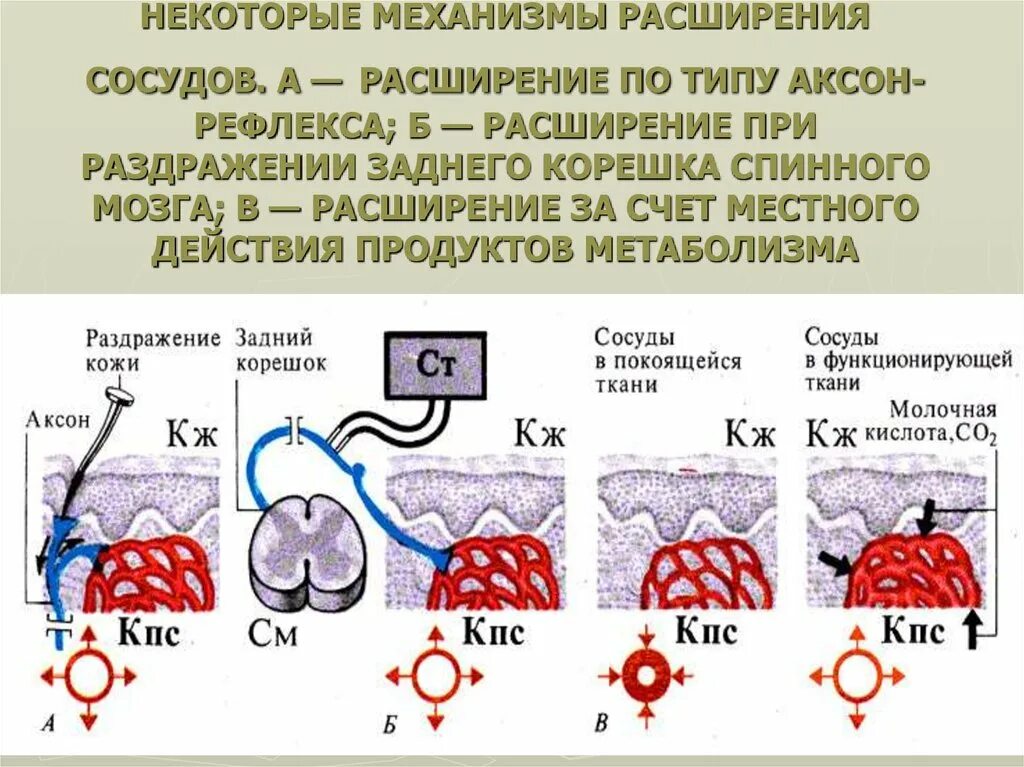 Механизм Аксон рефлекса. Механизм расширения сосудов. Механизмы расширения сосудов в работающем органе. Аксон рефлекс физиология.