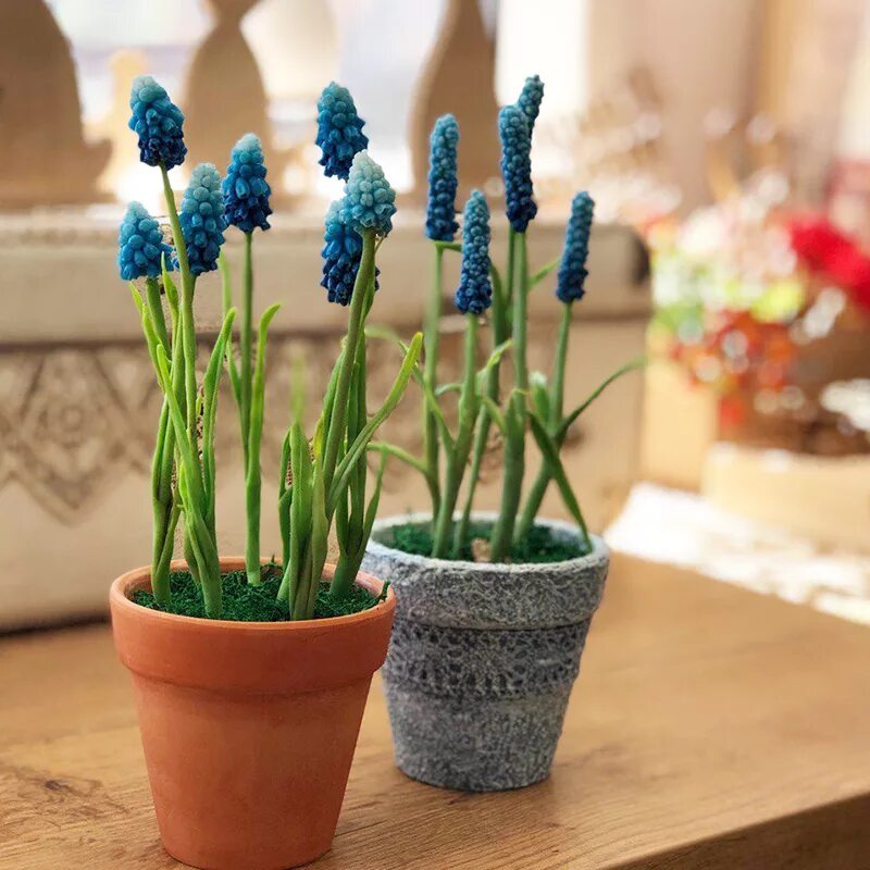 Мускари 1/18 горшок. Мускари грин перл. Солярис мускари. Мускари выгонка. Луковичный мышиный гиацинт.