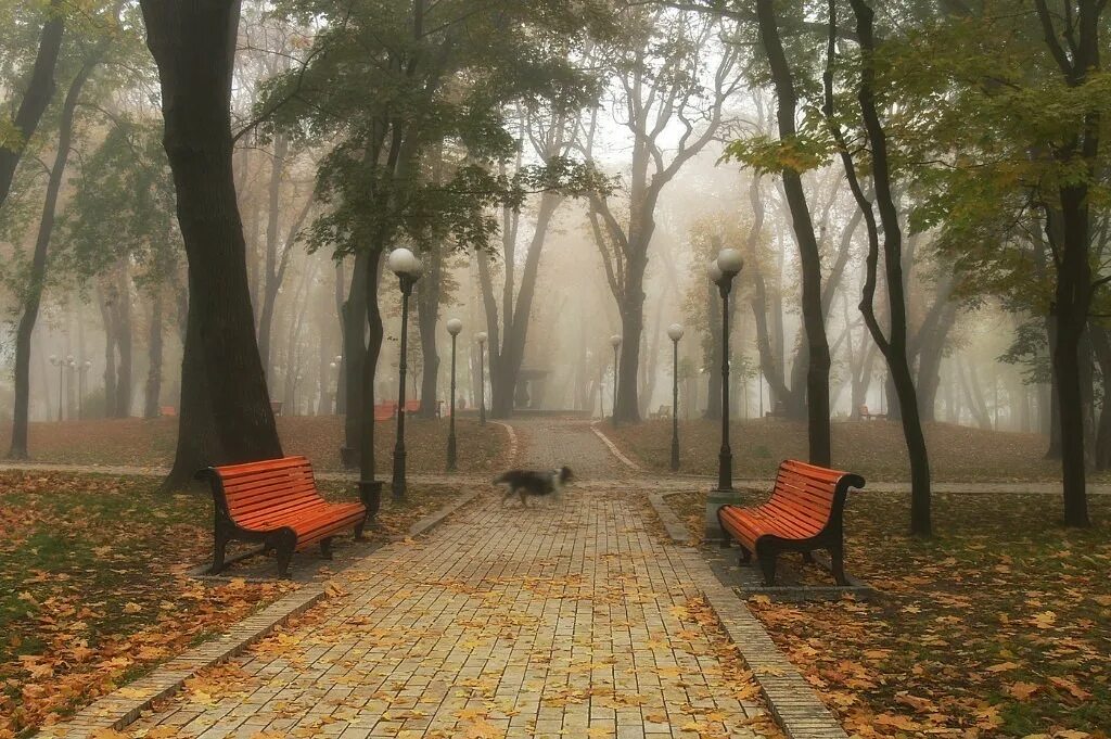 Серая осень. Вижу пустую аллею в серых полосках дождя. Пасмурная осень в городе. Серая дождливая улица. Осень пустые деревья.