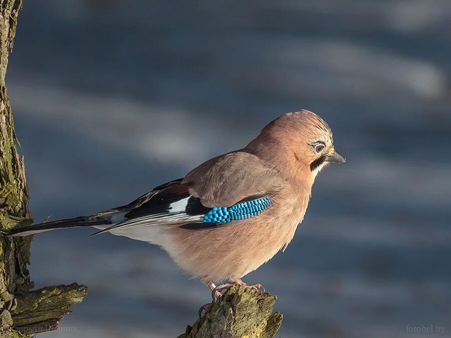 птицы беларуси. птицы беларуси. белорусские птицы. птицы белоруссии. редкие птицы беларуси.