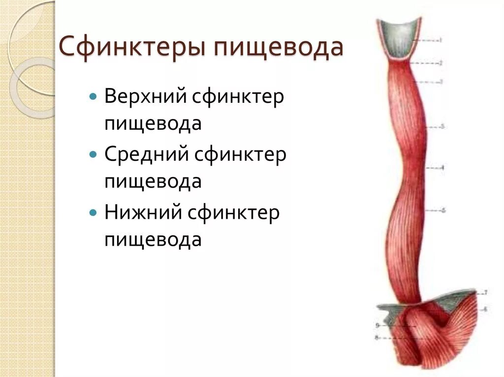 Пищевод 3 части. Строение пищевода сфинктеры. Строение Нижнего сфинктера пищевода. Сфинктер пищевода человека строение. Сфинктеры пищевода анатомия.