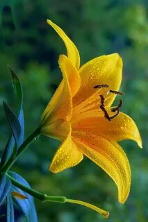 Шәует барлық тесіктерден ағып кетеді