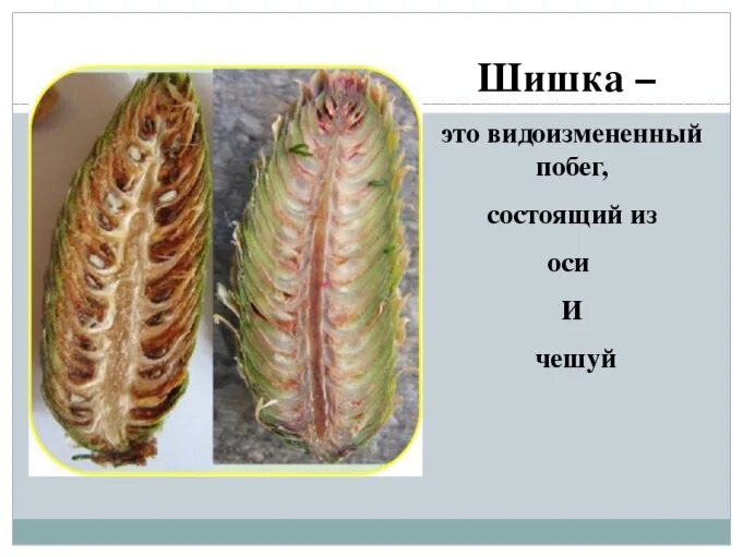 Внешнее строение кактуса сыча. Строение кактуса. Шишки это видоизмененные. Особенности внутреннего строения кактуса. Особенности внешнего строения кактуса.