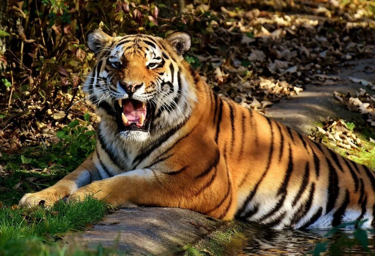 Красивый тигр. Тигр в природе. Очень красивый тигр. Картинки на рабочий стол тигры красивые. Тигровый картинка