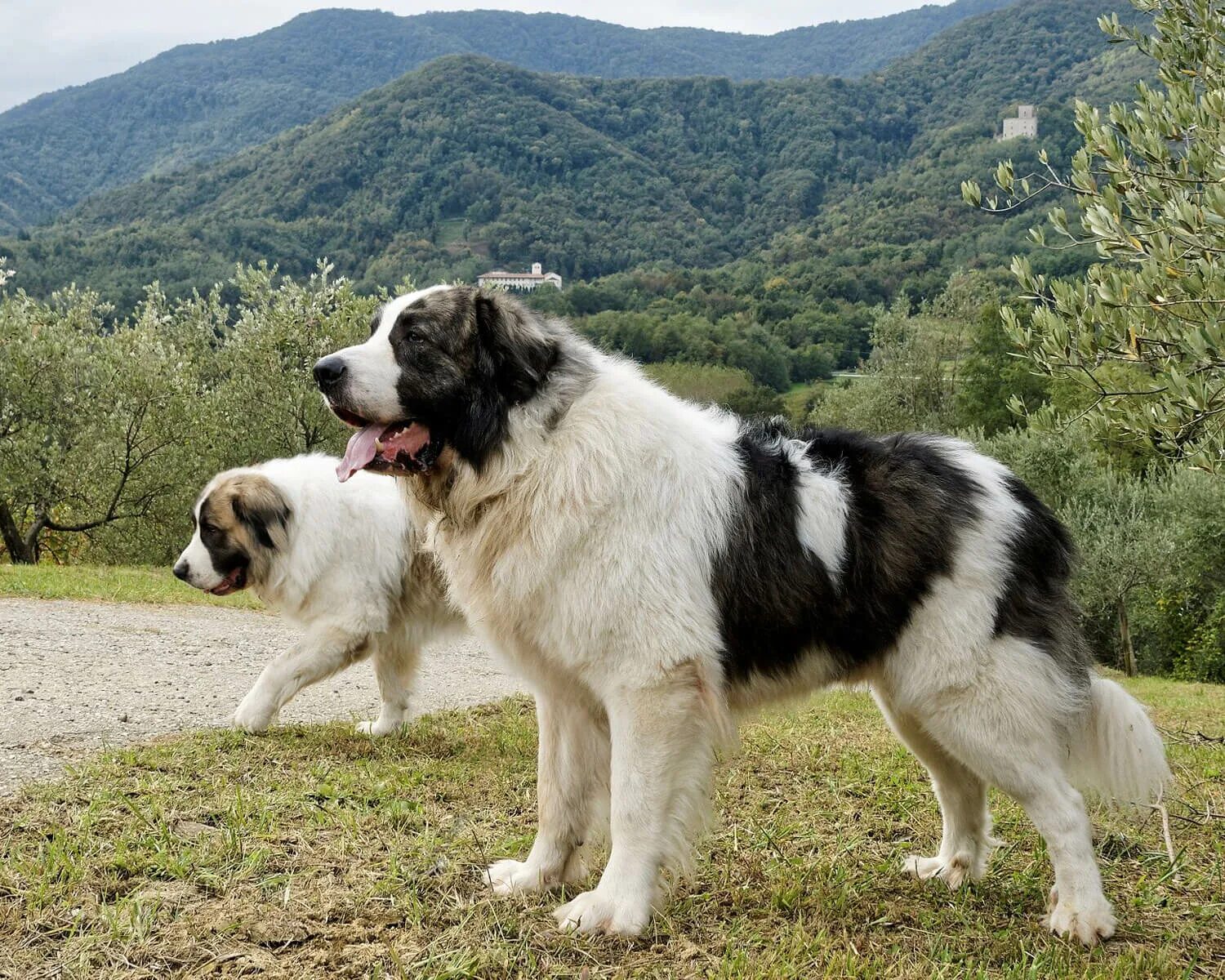Список больших собак. Пиренейский мастиф. Пиренейский мастиф собака. Пиренейский горный мастиф. Пиренейский мастиф щенки.