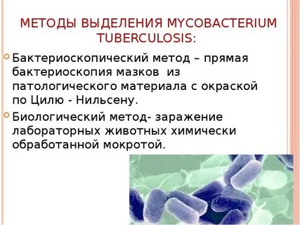 Выделение микобактерий туберкулеза