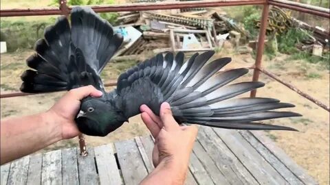 Голуби бучеловский