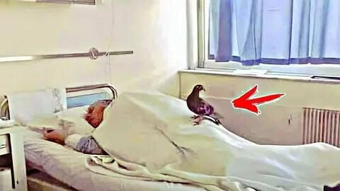 Во сне голуби залетели в окно