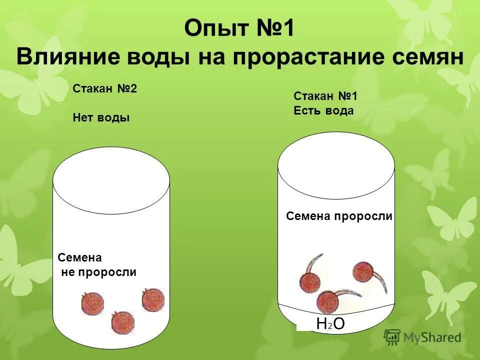 Влияние воды на прорастание семян. Эксперимент влияние воды на прорастание семян. Влияние воздуха на прорастание семян. Факторы влияющие на прорастание семян. Ученики проводили опыты по проращиванию семян тыквы