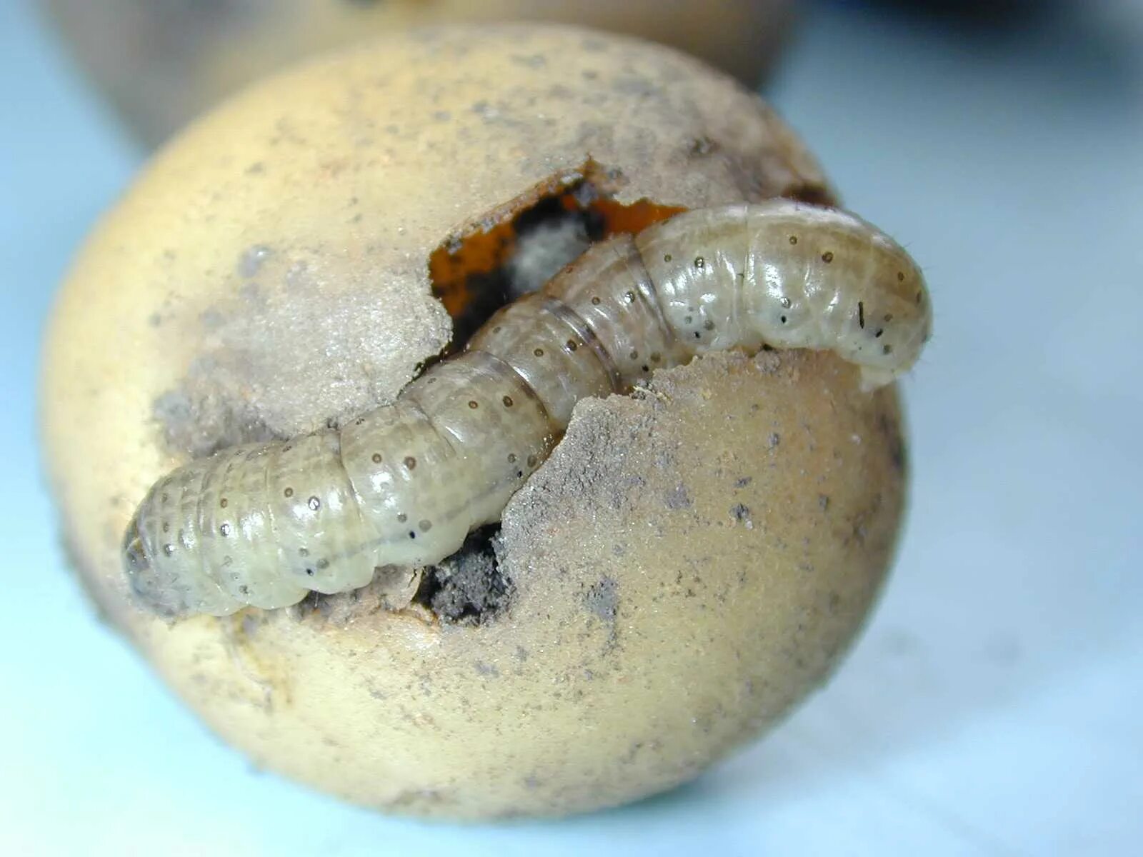 грызущие личинки. грызущие личинки. жук точильщик личинки. кукурузная лиственная совка. гусеница agrotis clavis.