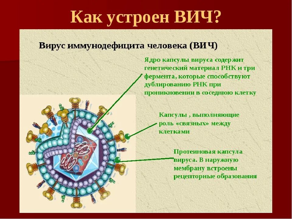 болезнь вызванная вирусом иммунодефицита человека. вич (вирус иммунодефицита человека) вызывает:. вич изображение вируса. вич иммунодефицит человека. вирус иммунодефицита человека вирусы.