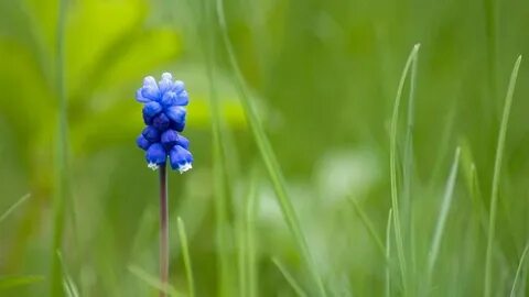 One flower