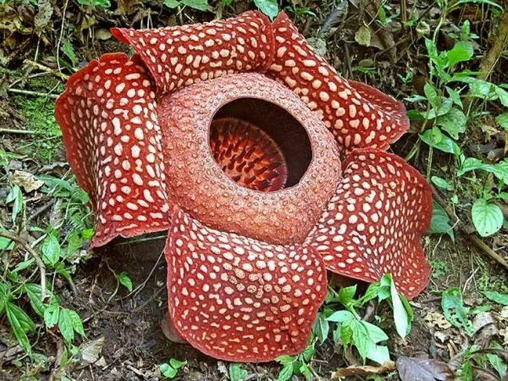 Раффлезия арнольди (rafflesia arnoldii). Имбирный улей (zingiber spectabile). Самые крутые растения. Самые крутые растения. Аморфофаллус титанический.