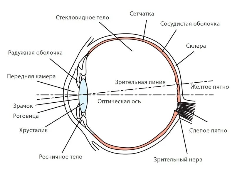 Нормальный глаз схема. Схема прохождения света через оптическую систему глаза. Зрительная система строение глаза. Строение глаза оптическая система глаза. Схема прохождения через оптические системы глаза.