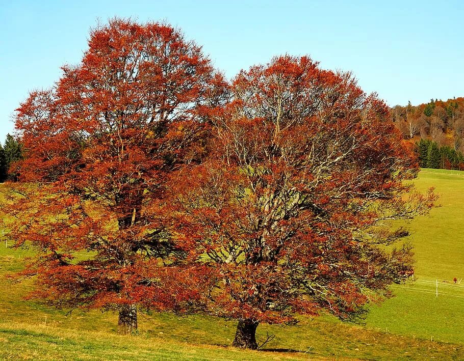 Nearer tree