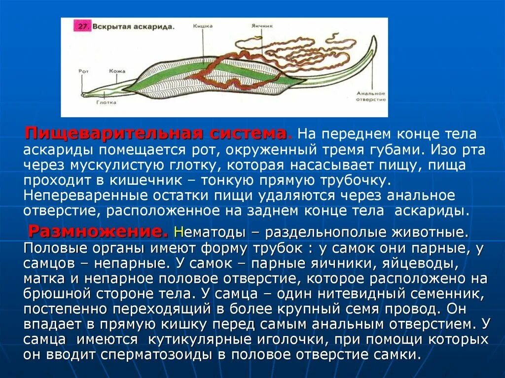 Тип круглые черви пищеварительная. Пищеварительная система аскариды человеческой. Круглые черви пищеварительная система аскариды. Пищеварительная система круглого червя аскарида. Пищеварение человеческой аскариды.