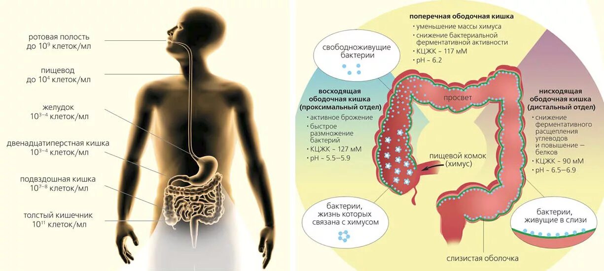 Роль бактерий толстого кишечника человека. Микробиота желудочно-кишечного тракта человека. Микрофлора разных отделов пищеварительного тракта. Микрофлора человека. Заболевания пищеварительной системы человека.