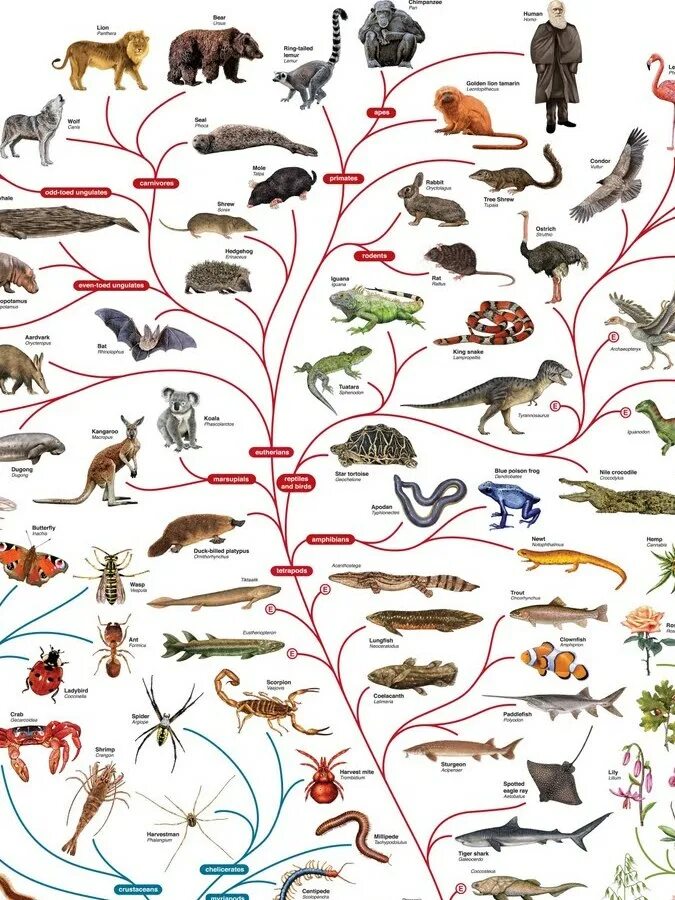 Эволюционная биология это. Эволюция животных. Эволюция это в биологии. Эволюция животных биология. Развитие это в биологии.