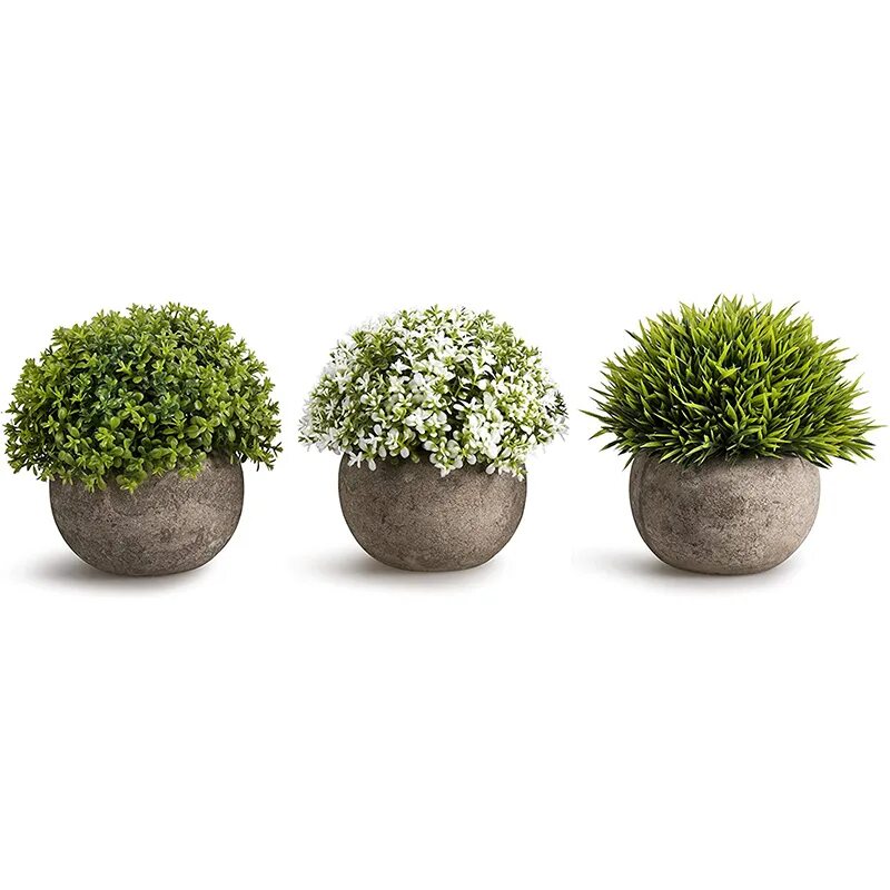 самшит в букете. декоративное растение в горшке. интернет магазин декоративные растений. трава в горшке. горшечная культура.