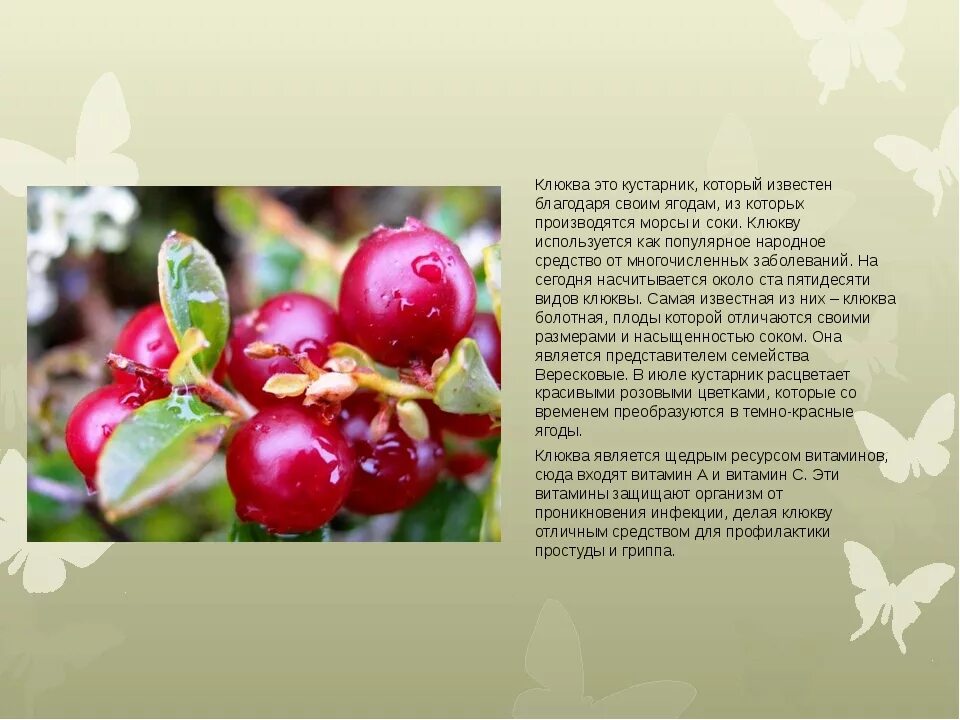 Клюква коты. Клюква болотная кустарник. растение клюква болотная. клюква доклад. клюква описание растения.