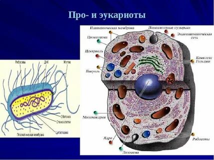 Структуры в клетках эукариот для транспорта