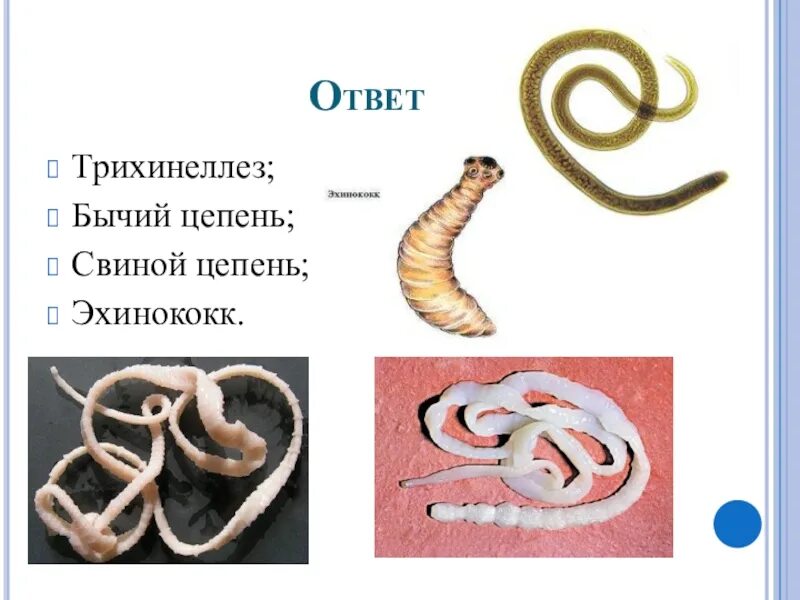 Тип кольчатые черви бычий цепень. Бычий цепень свиной цепень эхинококк. ленточные черви бычий цепень. бычий цепень и трихинеллез это.