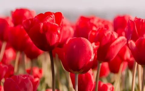Red tulip