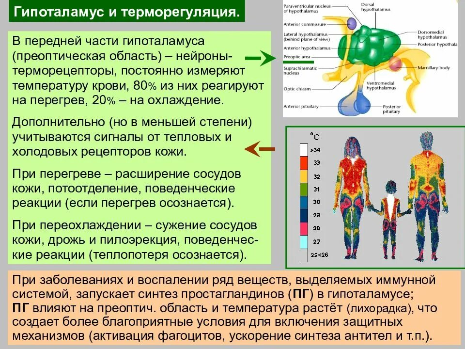 Гипоталамус терморегуляция физиология. Гипоталамическая регуляция температуры. Терморецепторы гипоталамуса. Ядра терморегуляции гипоталамуса. Участвует в регуляции температуры тела