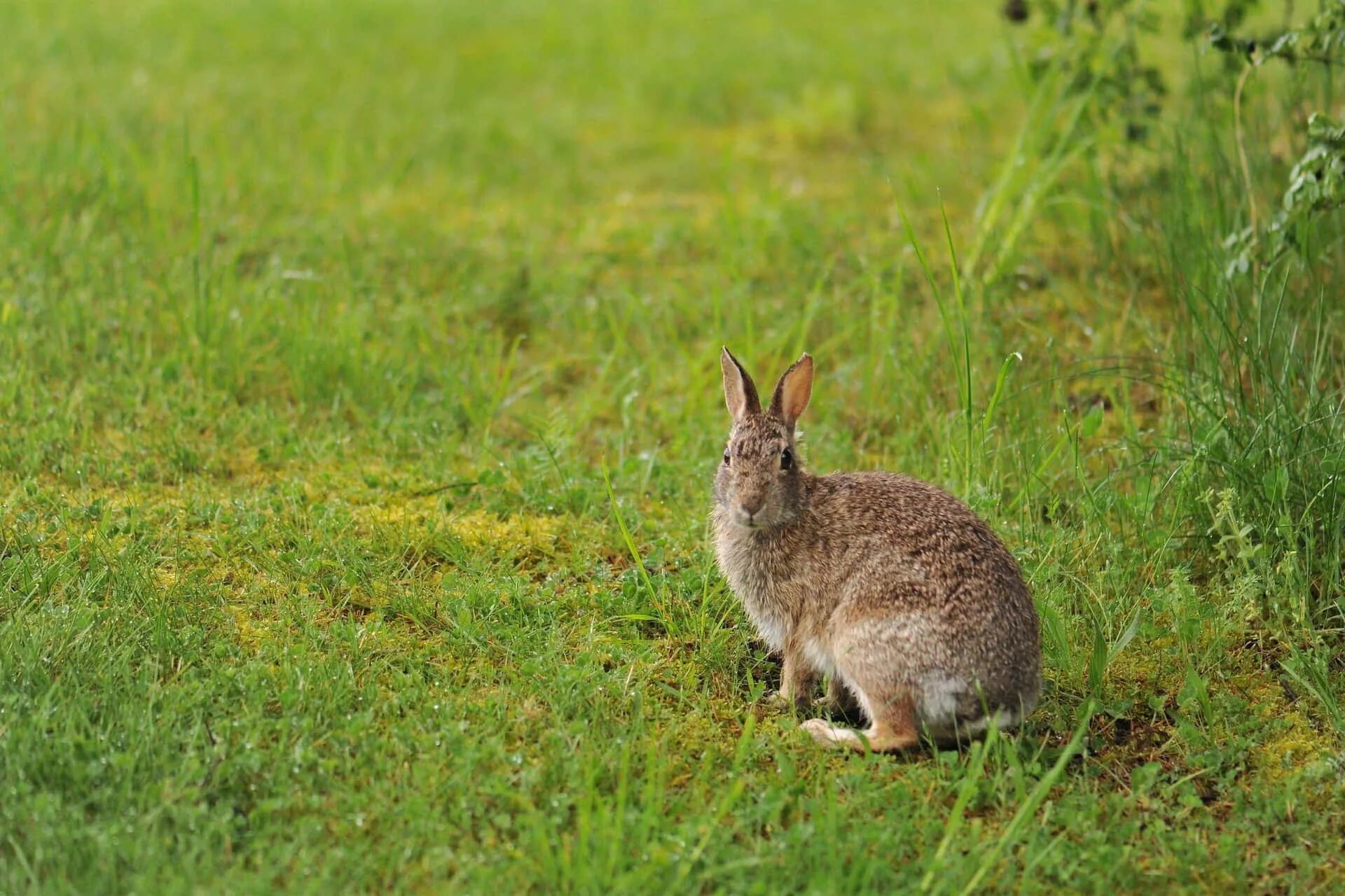 Steppe hare