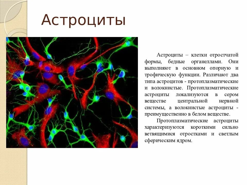 Протоплазматические и волокнистые астроциты. Протоплазматические астроциты. Нервная ткань астроциты. Астроциты клетки.