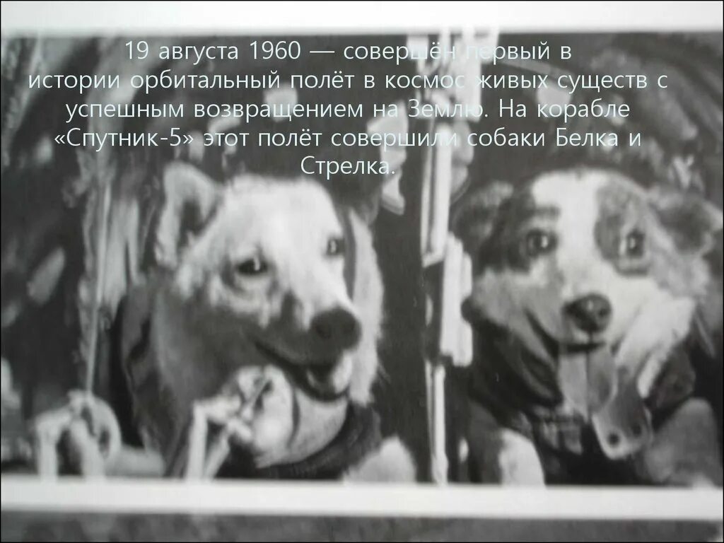 Белка и стрелка полёт в космос 1958. Белка и стрелка 19 августа 1960 года. Полет в космос собак белки и стрелки. Собаки космонавты белка и Стрек. В каком году полетели собаки в космос