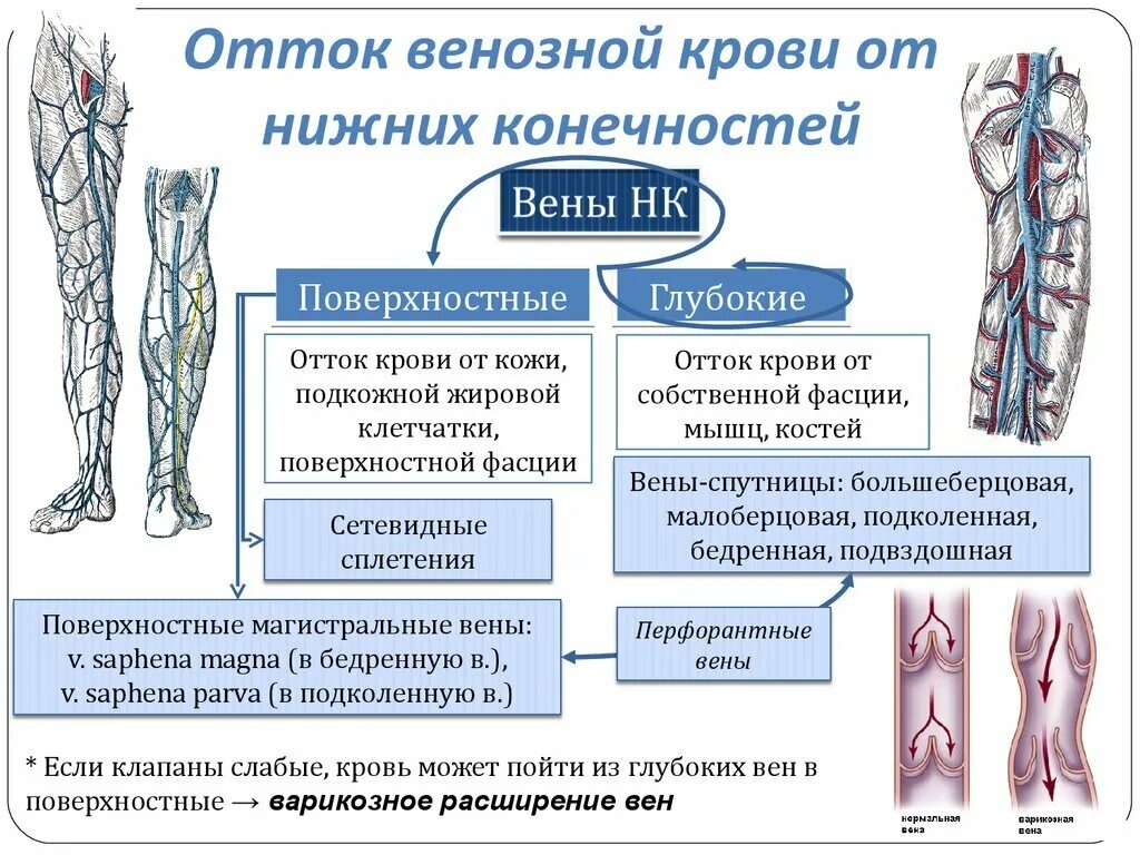 Перфорантные вены нижних конечностей анатомия. Поверхностные вены нижней конечности схема. Подкожные вены голени анатомия. Анатомия вен нижних конечностей перфоранты.