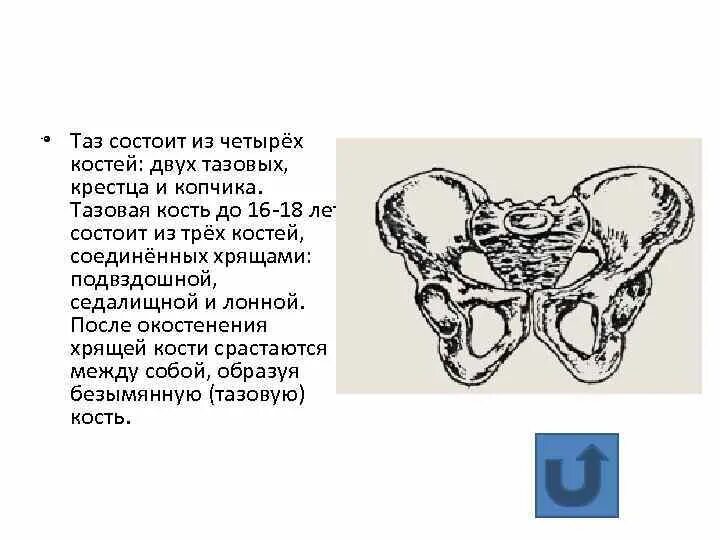 Три тазовые кости. УЗИ контроль лонного сочленения. Подвздошная кость женский таз кости. Кости из которых состоит таз. Тазовая кость состоит из.