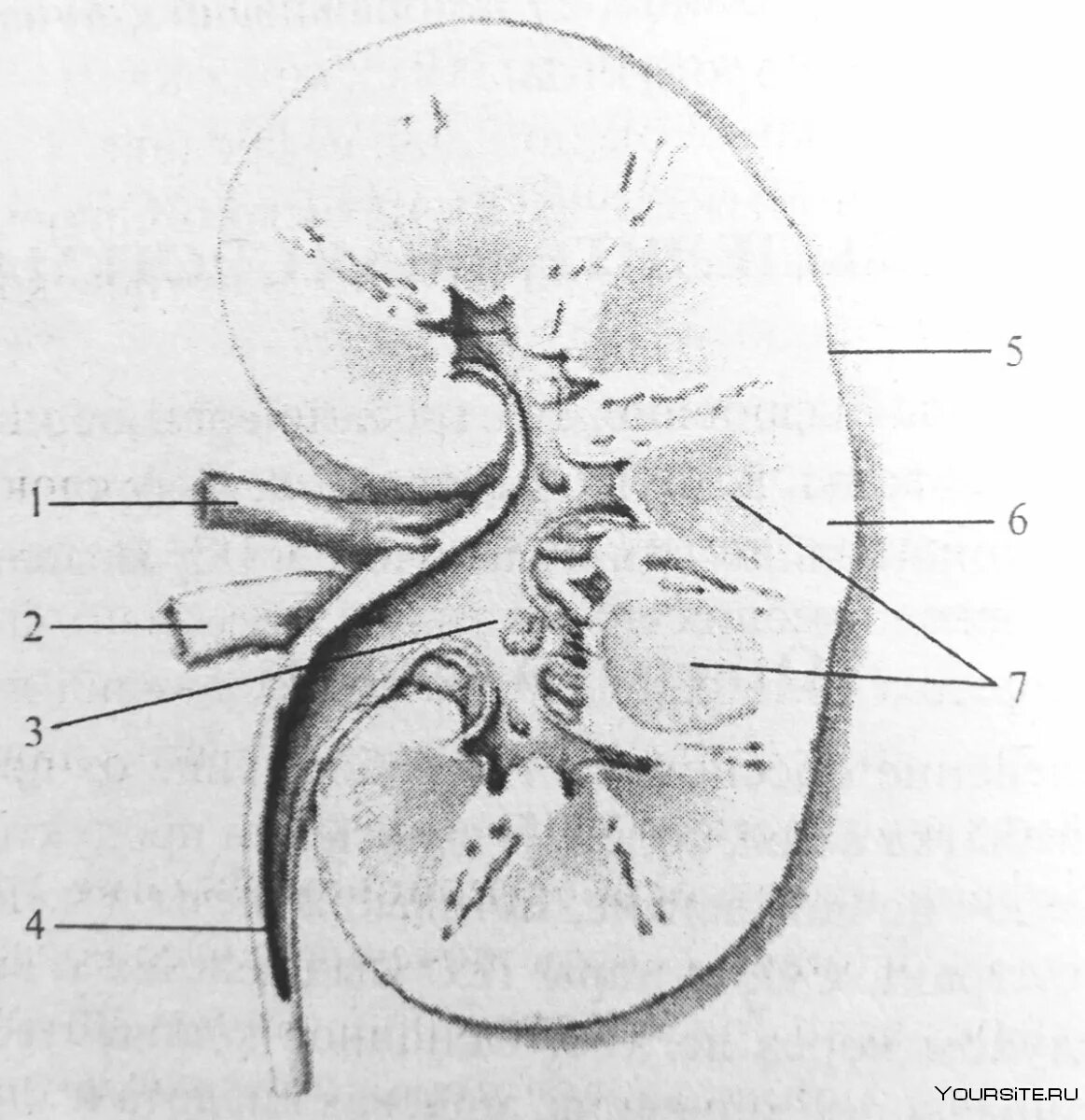 Почка округлой формы. Почечная лоханка почечная Вена почечная артерия. Почечная лоханка строение анатомия. Строение почки человека анатомия рисунок. Почка в разрезе анатомия.