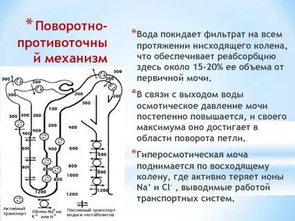 Реабсорбция и секреция