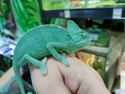 Хамелеон условия содержания