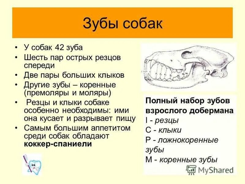 Зубы у млекопитающих выполняют функцию. Зубная система собаки схема. Строение зубной системы у собак. Зубная формула собаки анатомия. Строение зубов собаки.