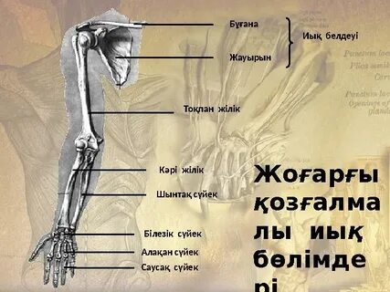 Хатшының ішіндегі порно спермы