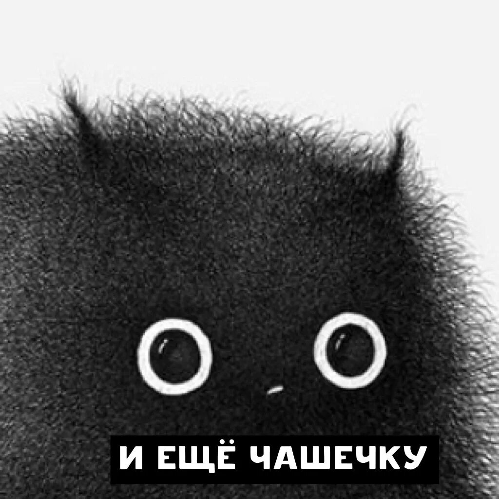 Кофе кот мем. Котик кофий. кофе мем с котом. кофий мем. кофейное безумие.
